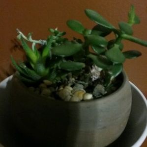 Meet your Posher, Toni-ann